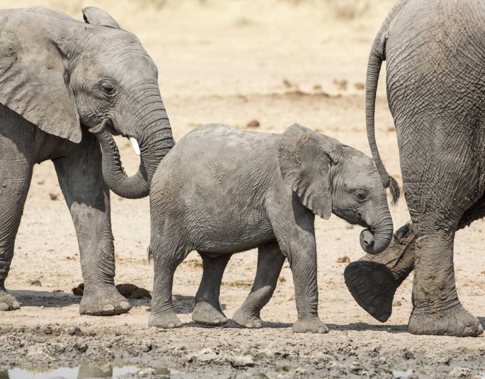 Namibia, Etosha NP Baby elephant walking